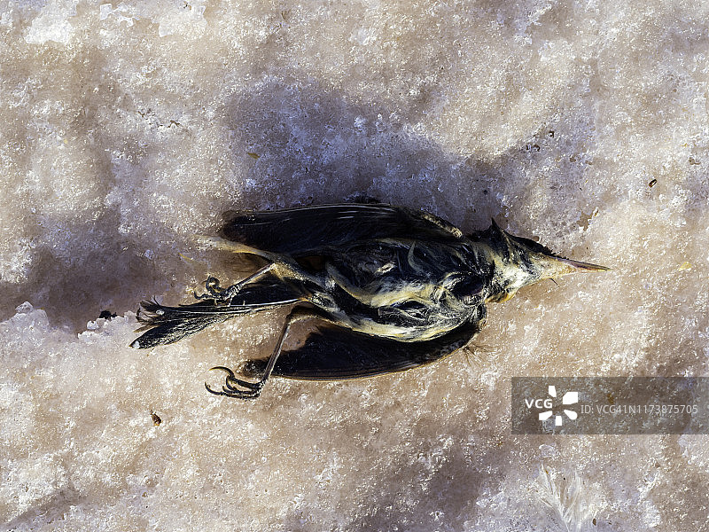 河边的死鸟因为饮用了被污染的水。图片素材