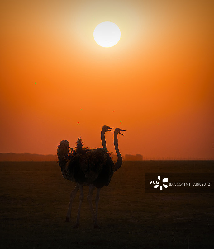 两个戏剧性的鸵鸟剪影在日落在安博塞利国家公园，肯尼亚图片素材