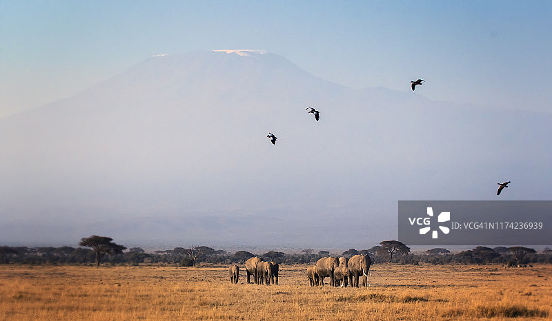 鸟和一群大象在肯尼亚安博塞利的乞力马扎罗山前行进图片素材