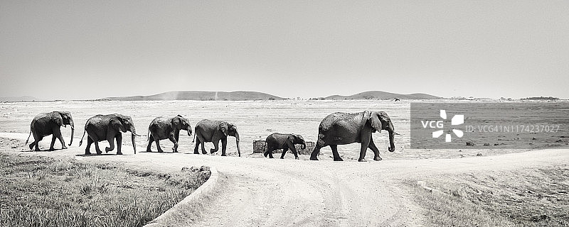 肯尼亚安博塞利十字路口的象群图片素材