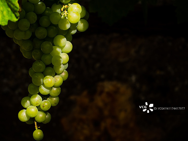秋天的果实:在有机花园里，一串串白葡萄挂在葡萄藤上图片素材