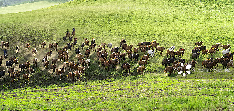 一群野马在草原上奔跑图片素材