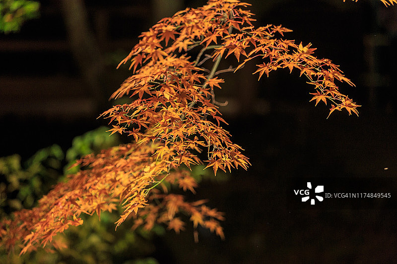 金色枫叶的背景在北野Tenmangū，日本京都图片素材