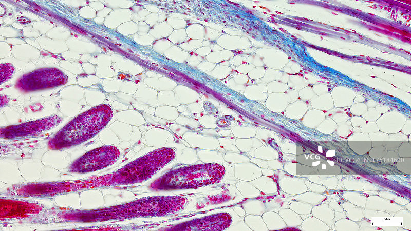 生物小鼠组织，从骨区教育解剖和组织学标本显微镜下单柱状上皮组织。库存图片图片素材