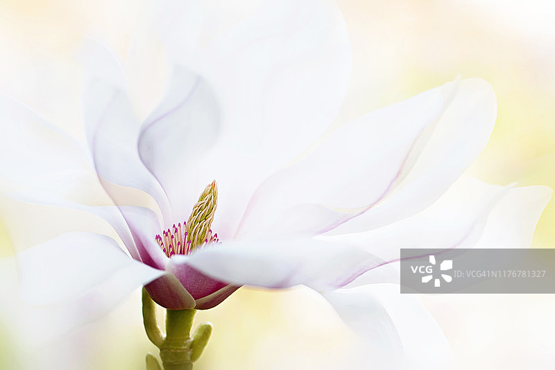 特写，创造性的形象美丽的春天开花，白色的玉兰花与浮动的花瓣图片素材
