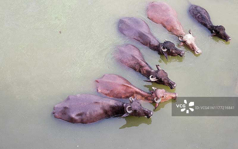 在印度瓦拉纳西，水牛在恒河中降温。图片素材