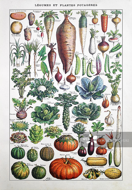 19世纪关于菜园蔬菜的插图图片素材