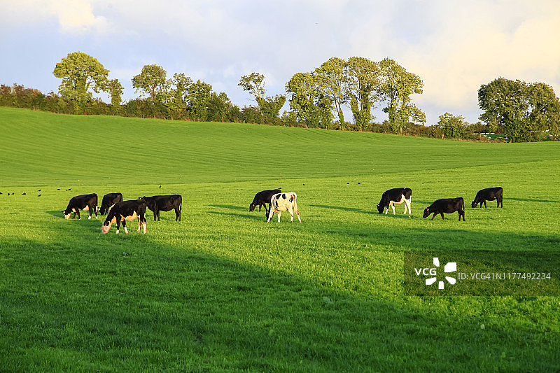 草地上的爱尔兰牛图片素材