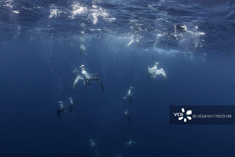葡萄牙亚速尔群岛，大西洋，比科岛，科里的海鸥在吃了一个鲭鱼饵球后游回水面。图片素材