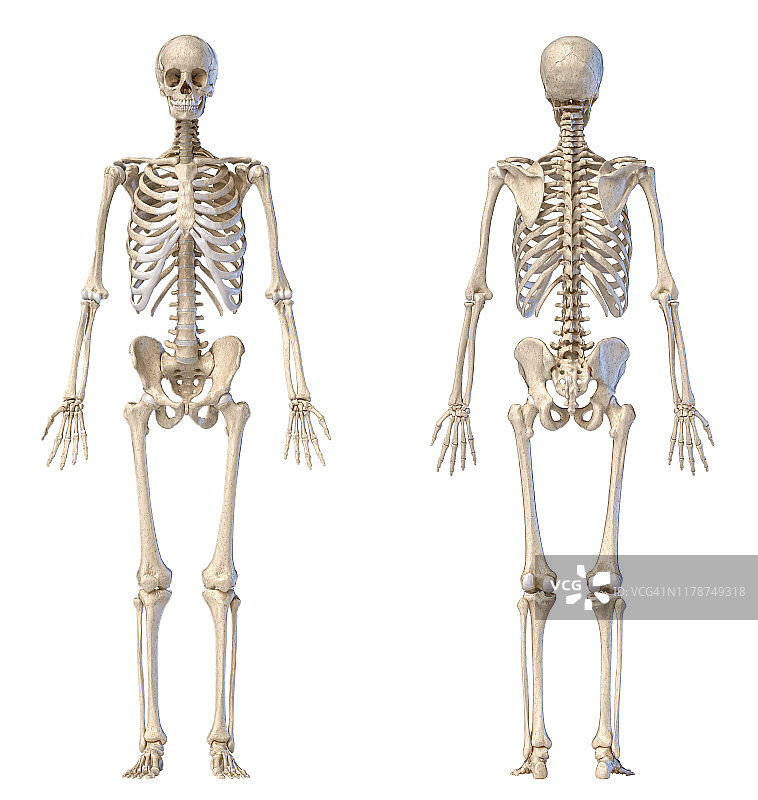 男性骨骼,插图图片素材