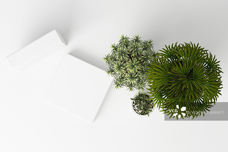 3D渲染顶视图的热带植物孤立的白色背景。图片素材