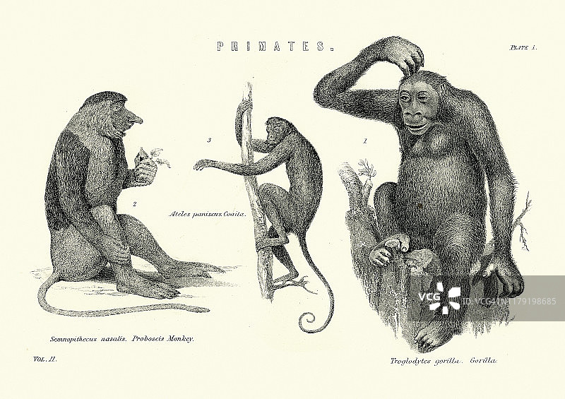 灵长类动物，长鼻猴，蜘蛛猴，大猩猩图片素材