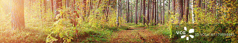 秋天的树叶在森林里有着美丽的阳光图片素材