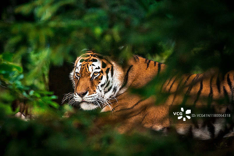 老虎在森林图片素材