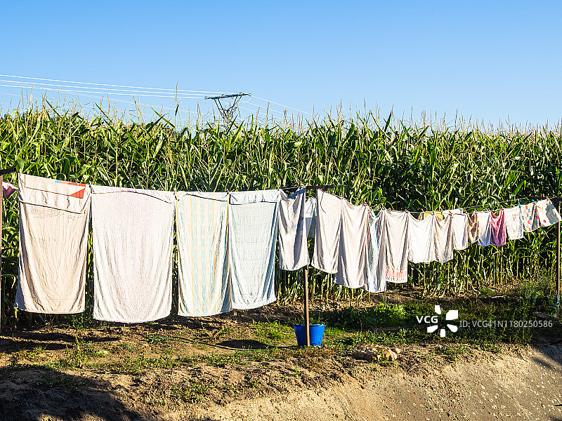 在晴朗的天空下，在玉米地前用晾衣绳晾着衣服图片素材