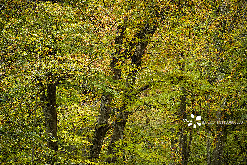 秋天山毛榉的枝叶图片素材