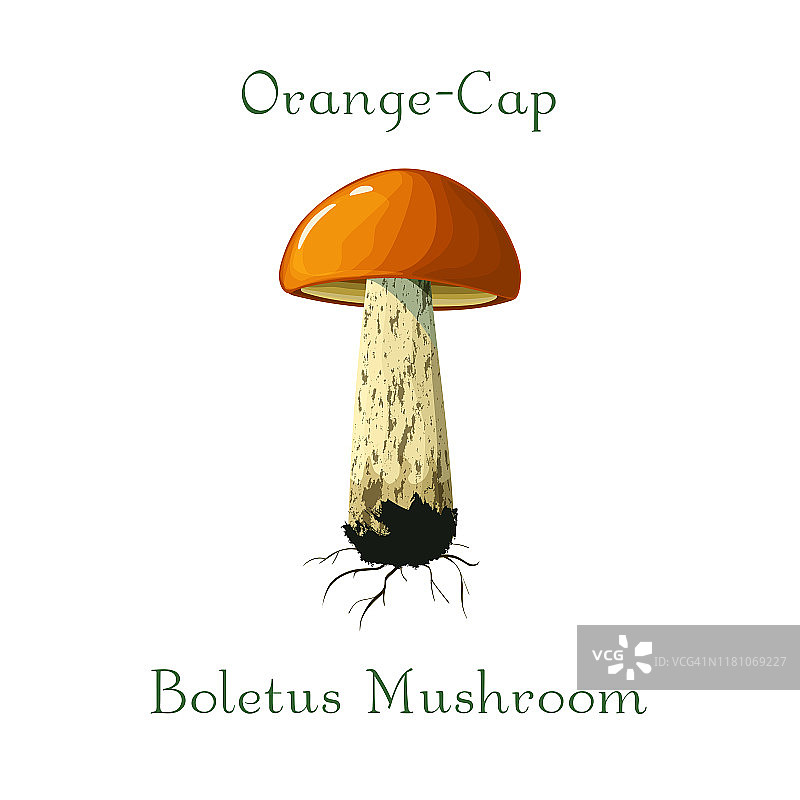 橙色帽牛肝菌，孤立在白色背景上。白杨蘑菇矢量图图片素材