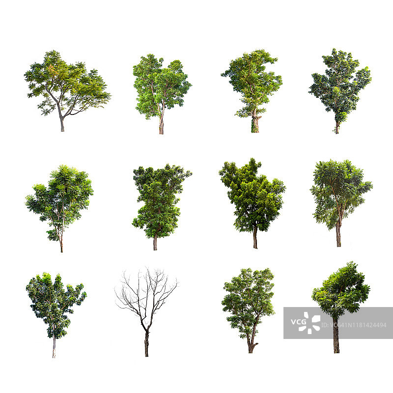 收集绿树孤立在白色背景图片素材