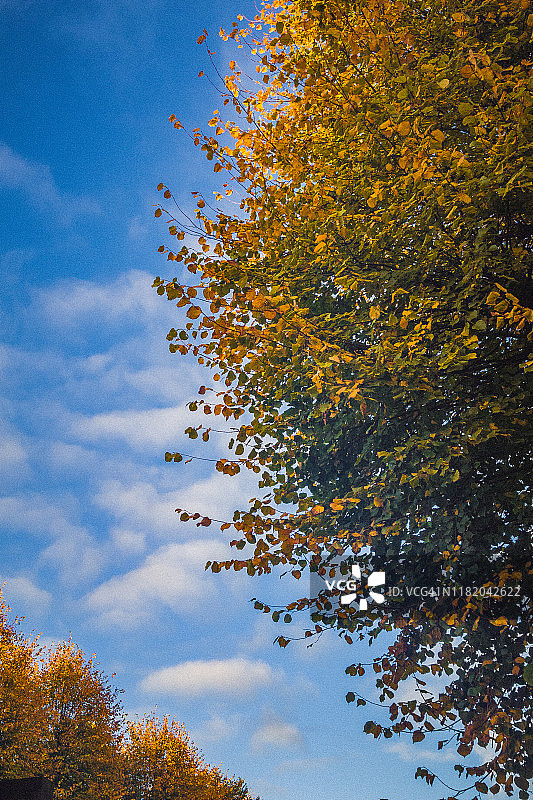 低角度的树木在秋天图片素材