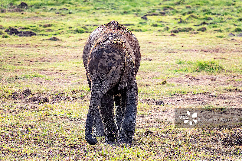非洲小象，在野外涂满泥巴图片素材