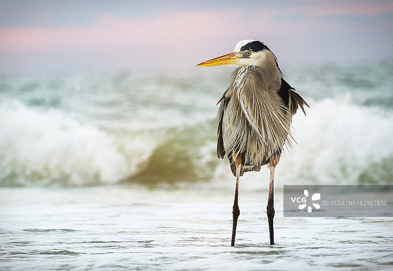 佛罗里达州迈尔斯堡海滩上的大蓝鹭图片素材