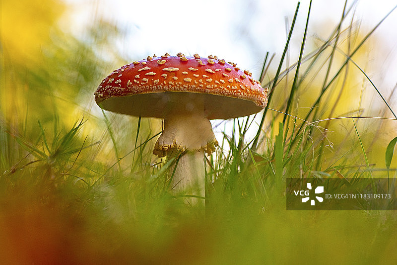 近距离拍摄的有毒红白蘑菇鹅膏菌，俗称伞蝇或鹅膏菌图片素材