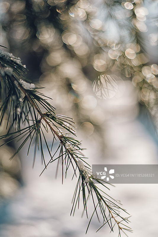 松树上的雪，映衬着美丽的白雪景和冬日的阳光图片素材