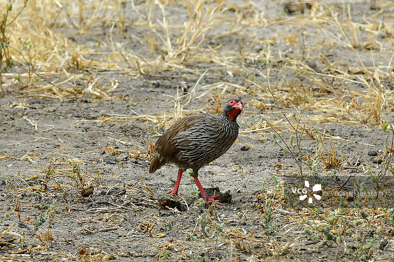 红颈鸡或红颈法兰鸡(后翅)图片素材