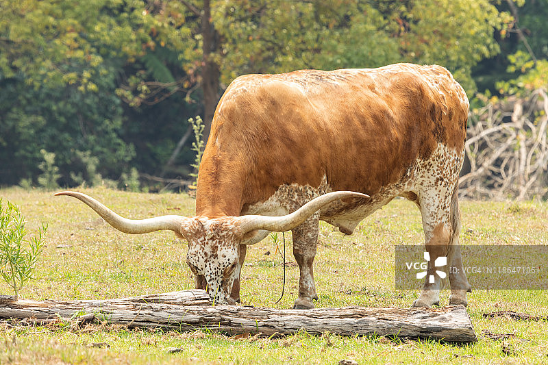德克萨斯长角肉牛在围场吃草图片素材