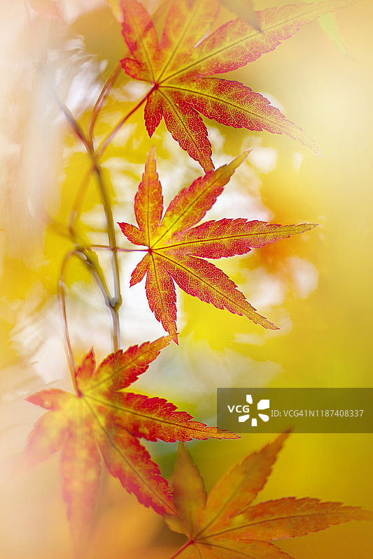近距离图像的生气勃勃的彩色日本枫树棕榈槭秋天的叶子图片素材