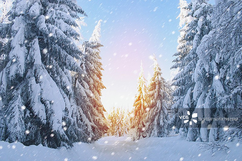 美丽的冬季雪景，日出我的森林图片素材