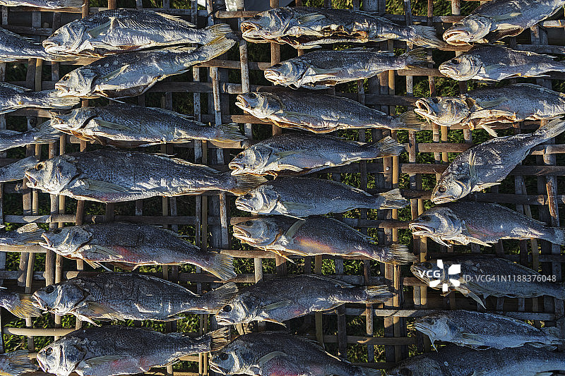 鱼在竹架上晒干的特写图片素材