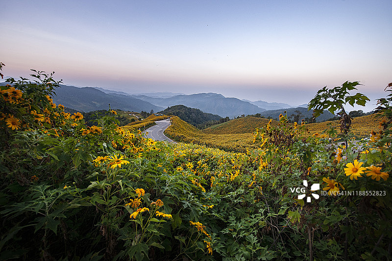 风景墨西哥向日葵盛开覆盖山与日出蓝色背景附近梅洪森泰国北部图片素材