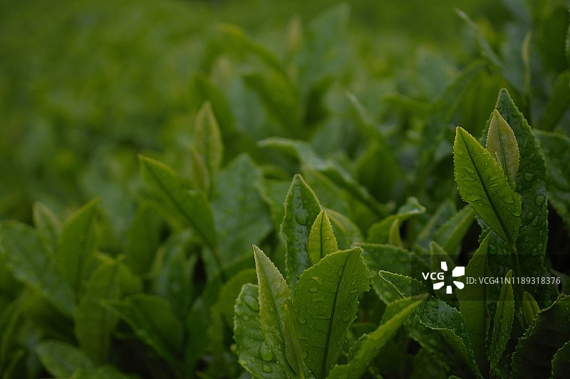 韩国济州岛的绿茶田图片素材