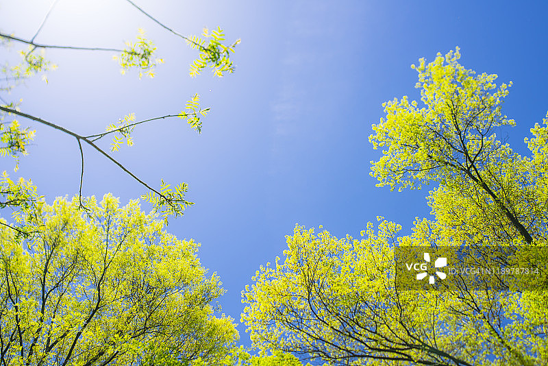 5月6日，在美国纽约市中央公园，柔和的阳光照亮了生长在蓝天下的树木。图片素材