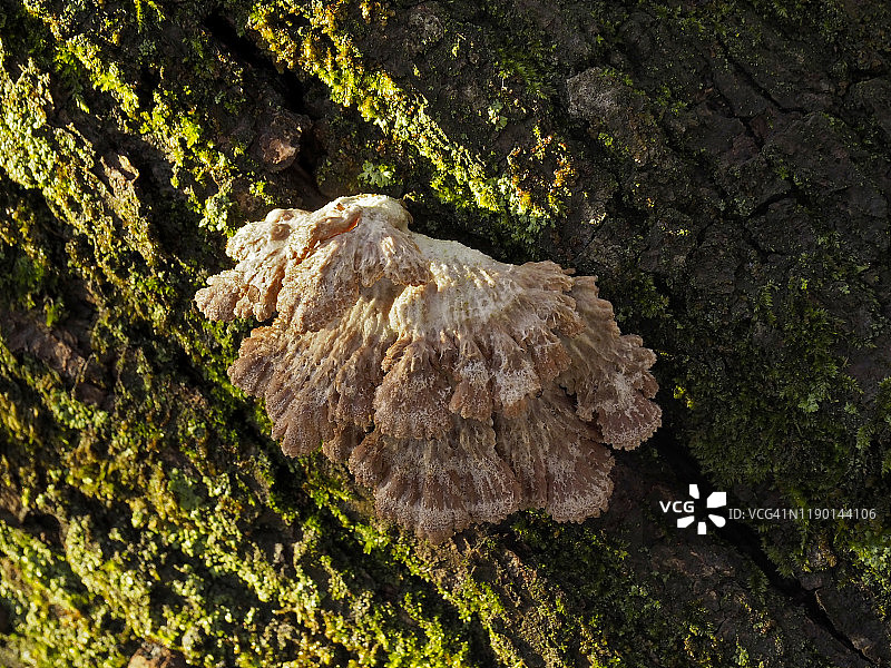 瑞士马焦雷湖，Bolle di Magadino树干上的棕色和白色真菌图片素材