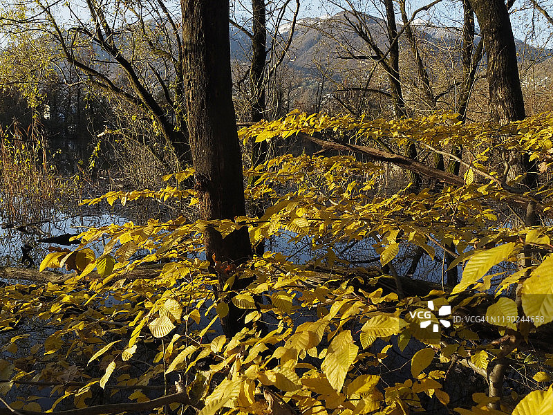 瑞士马焦雷湖马加迪诺的秋叶图片素材