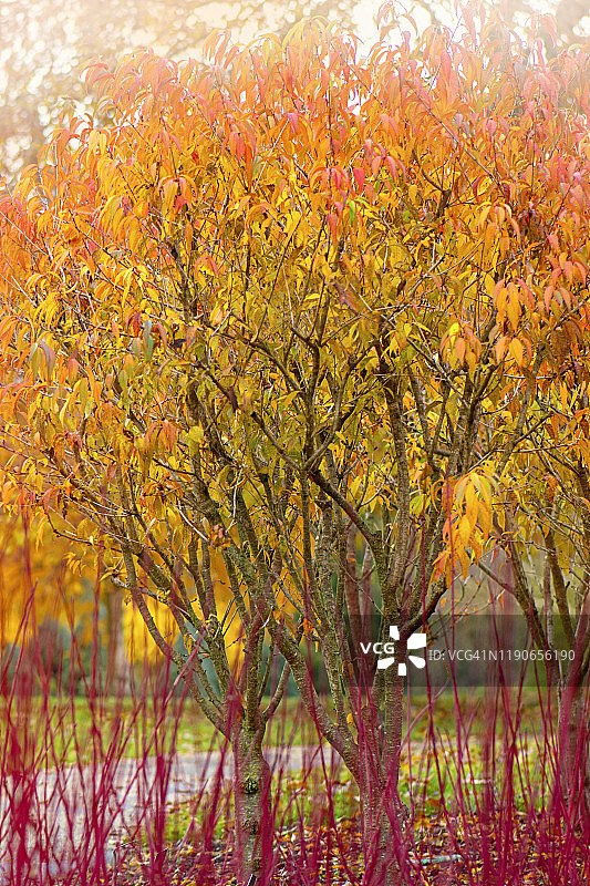 秋色的prunus Incisa叶与充满活力的红色冬季山茱萸茎'Westonbirt'图片素材