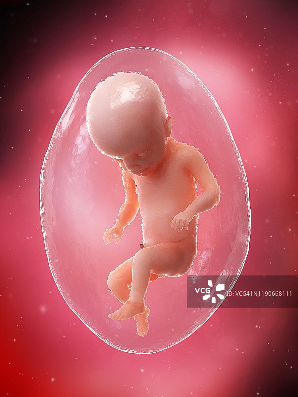 第22周胎儿，插图图片素材