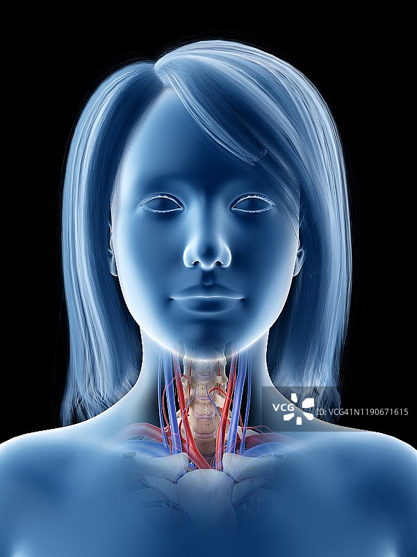 喉咙解剖学、插图图片素材