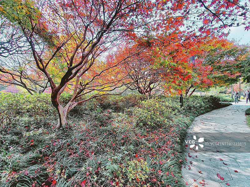 秋天，中国杭州公园里的枫叶变红了图片素材