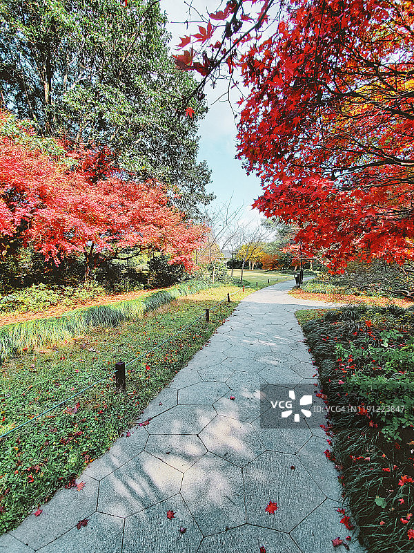 秋天，中国杭州公园里的枫叶变红了图片素材