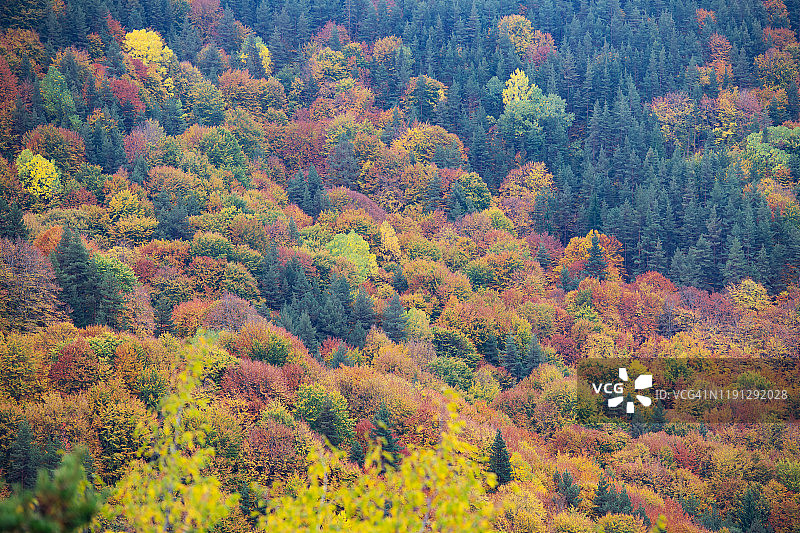 森林里的秋色图片素材