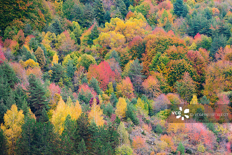 灿烂的秋天的颜色图片素材