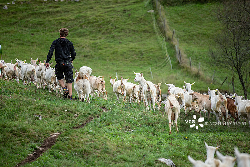 放松的肖像年轻男子放牧大群山羊与他的牧羊犬- stock照片图片素材
