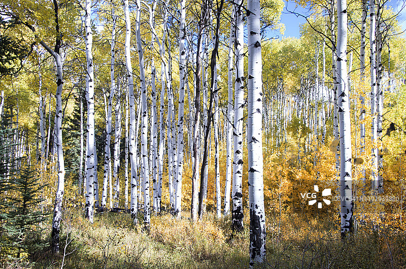 大提顿国家公园-秋天的白杨树图片素材