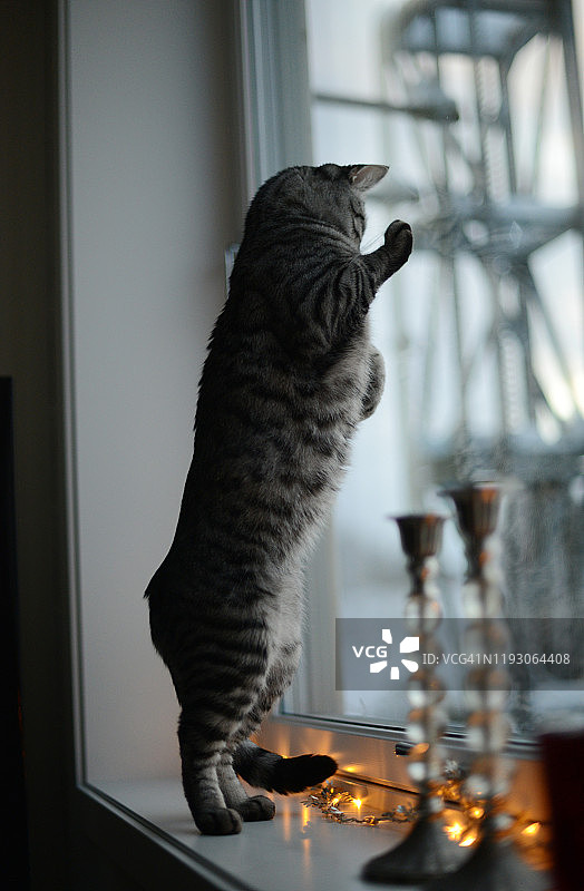 一只猫站在窗台上图片素材