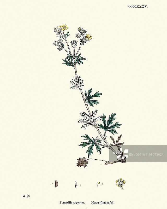 植物印本，银蕨，银蕨图片素材