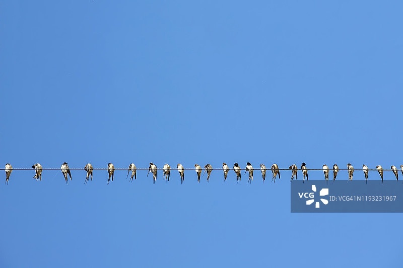 鸟，一群燕子，栖息在电线上图片素材