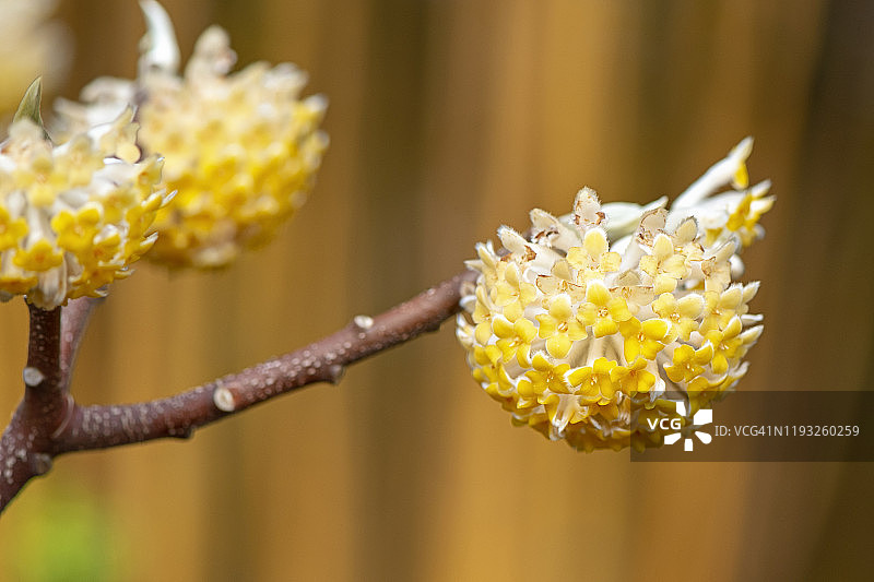 特写的美丽的春天开花的金花黄花也被称为纸灌木图片素材